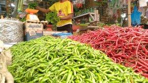 Cabai-merah-di-abdya-21.jpg