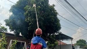 Damkar-panen-mangga-di-Jambi.jpg