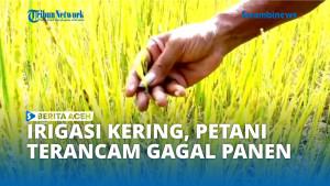 Gagal-Panen-272900.jpg