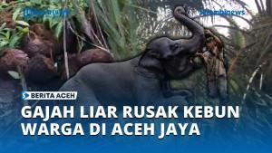 Gajah-Liar-Kembali-Rusak-Perkebunan.jpg