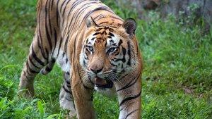 HARIMAU-BERKELIARAN.jpg