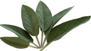 Ilustrasi-daun-sage.jpg