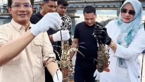 Irwansyah-dan-Kak-Dar-panen-lobster.jpg
