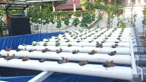 KKN-Tematik-USK-2025-Perkenalkan-Teknologi-Smart-Feeder-untuk-Ketahanan-Pangan-Perkotaan.jpg