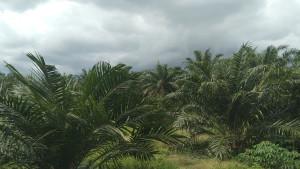 Kebun-sawit-petani-Areal-perkebunan-sawit-milik-petani-Aceh-Singkil_.jpg