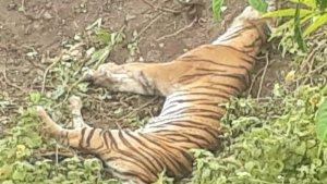 Lagi-Harimau-Mati.jpg