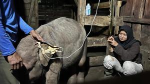 Panton-si-anak-gajah-mati.jpg