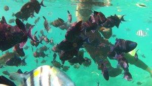 Pengunjung-bermain-dengan-ikan-di-Sabang.jpg