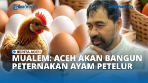 Peternakan-Ayam-Petelur-26662.jpg