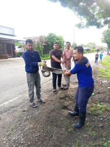 Petugas-BPBD-Aceh-Besar-melakukan-proses-evakuasi-terhadap-piton-yang-memangsa-ternak.jpg
