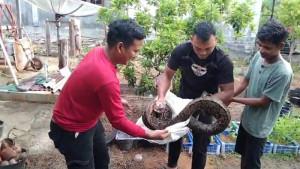 Petugas-pemadam-kebakaran-dibantu-warga-amankan-ular-sawah-yang-masuk-ke-kandang.jpg