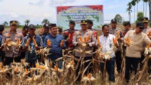 Polres-Nagan-panen-raya-jagung.jpg