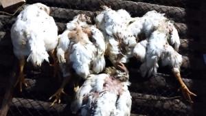 Salah-satu-ayam-yang-mati-di-kandang-akibat-stres-karena-mati-lampu.jpg
