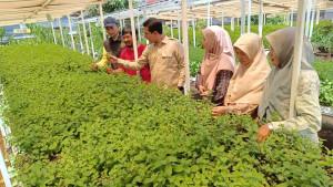 Teguh-ubah-lahan-telantar-jadi-kebun-mint.jpg