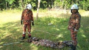 Tim-damkar-PBS-Kuala-Krai-saat-menangkap-ular-piton-yang-memakan-tiga-kambing.jpg