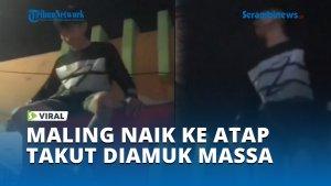 Viral-Maling-Naik-ke-Atap-Warung-Takut-Diamuk-Massa.jpg