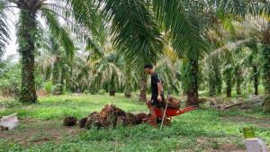 Warga-Aceh-Singkil-panen-sawit-di-kawasan-Gosong-Telaga-Barat-Kecamatan-Singkil-Utara.jpg