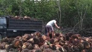 Warga-muat-tanda-buah-segar-kelapa-sawit-yang-akan-dikirim-ke-pabrik-pengolahan.jpg