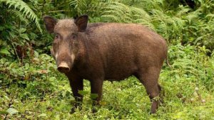 babi-hutan_20171207_194046.jpg