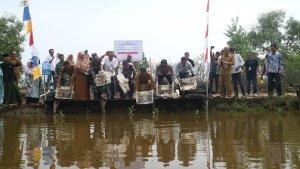 benih-kepiting-bakau.jpg