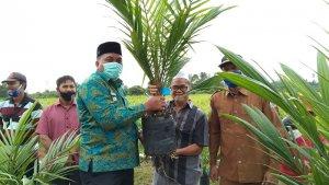 bupati-aceh-singkil-dulmusrid-serahkan-bibit-sawit-kepada-warga-selasa-3112020.jpg