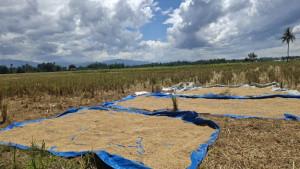 harga-gabah-di-Pidie-Rp-7-ribu-per-kg.jpg