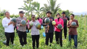 hasil-panen-semangka-dan-melon-di-kebun-petani-mandiri-binaan-Bhabinkamtibmas-Abdya.jpg