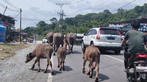 hewan-ternak-berkeliaran-di-jalan-abdya_2025.jpg