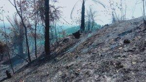 hutan-lindung-terbakar2.jpg