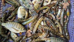 ikan-jangko-hasil-buruan-di-Meukek-Aceh-Selatan.jpg