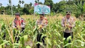 jagung-sbg-28.jpg