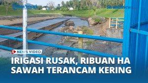 kantong-lumpur-irigasi-pante-lhong-bireuen-rusak-ribuan-hektar-tanaman-padi-terancam-kering.jpg