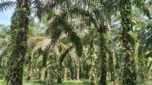 kebun-sawit-petani-10102025.jpg