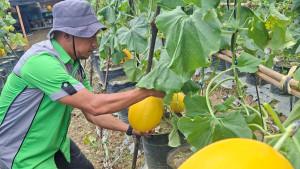 memetik-panen-golden-melon-binaan-Pertamina-EP-Rantau-Field.jpg