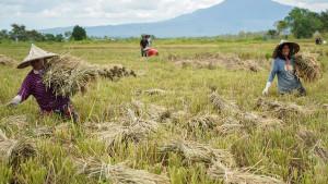 panen-padi-musim-gadu-di-Abes.jpg