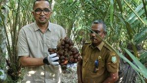 panen-salak-di-Sabang.jpg