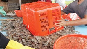 pekerja-menyortir-udang-vaname-seusai-dipanen-di-desa-pulau-kayu_20181108_091442.jpg