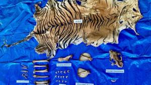 pelaku-perdagangan-kulit-harimau-ditangkap.jpg