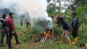 personel-Korem-LW-bakar-ganja-di-lahan-4-ha.jpg