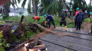 pohon-sawit-tumbang-di-Langsa.jpg
