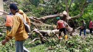 pohon-tumbang-di-cot-damar.jpg