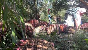 sawit-di-aceh-jaya.jpg