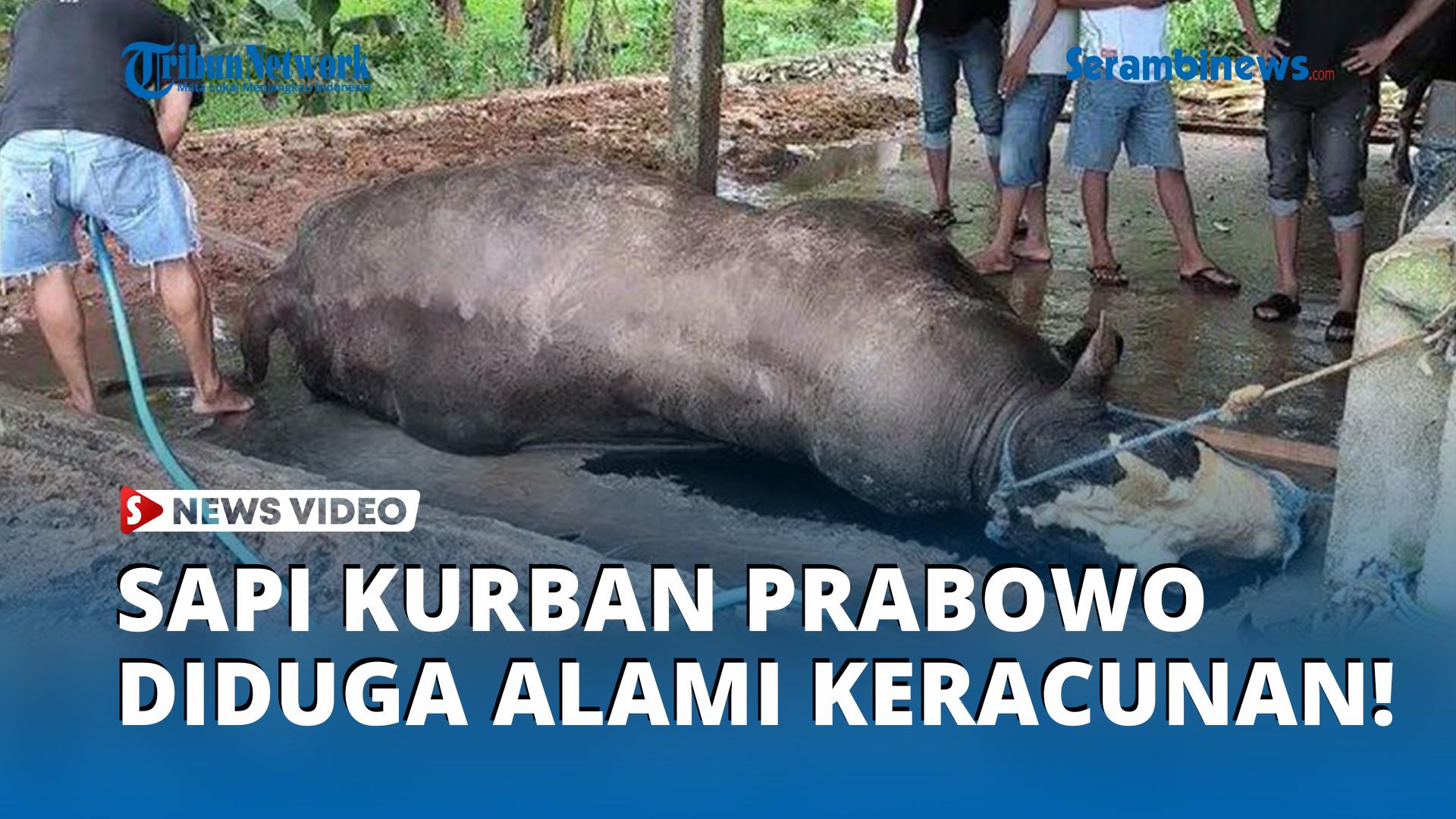 Air-Mata-Peternak-Sapi-Kurban-125-Juta-Pesanan-Presiden-Prabowo-Tiba-tiba-Ambruk-Misterius.jpg