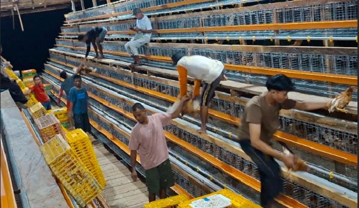Berkapasitas-100-Ribu-Ekor-Aceh-Tamiang-Kini-Miliki-Peternakan-Ayam-Petelur-Terbesar-di-Aceh.jpg