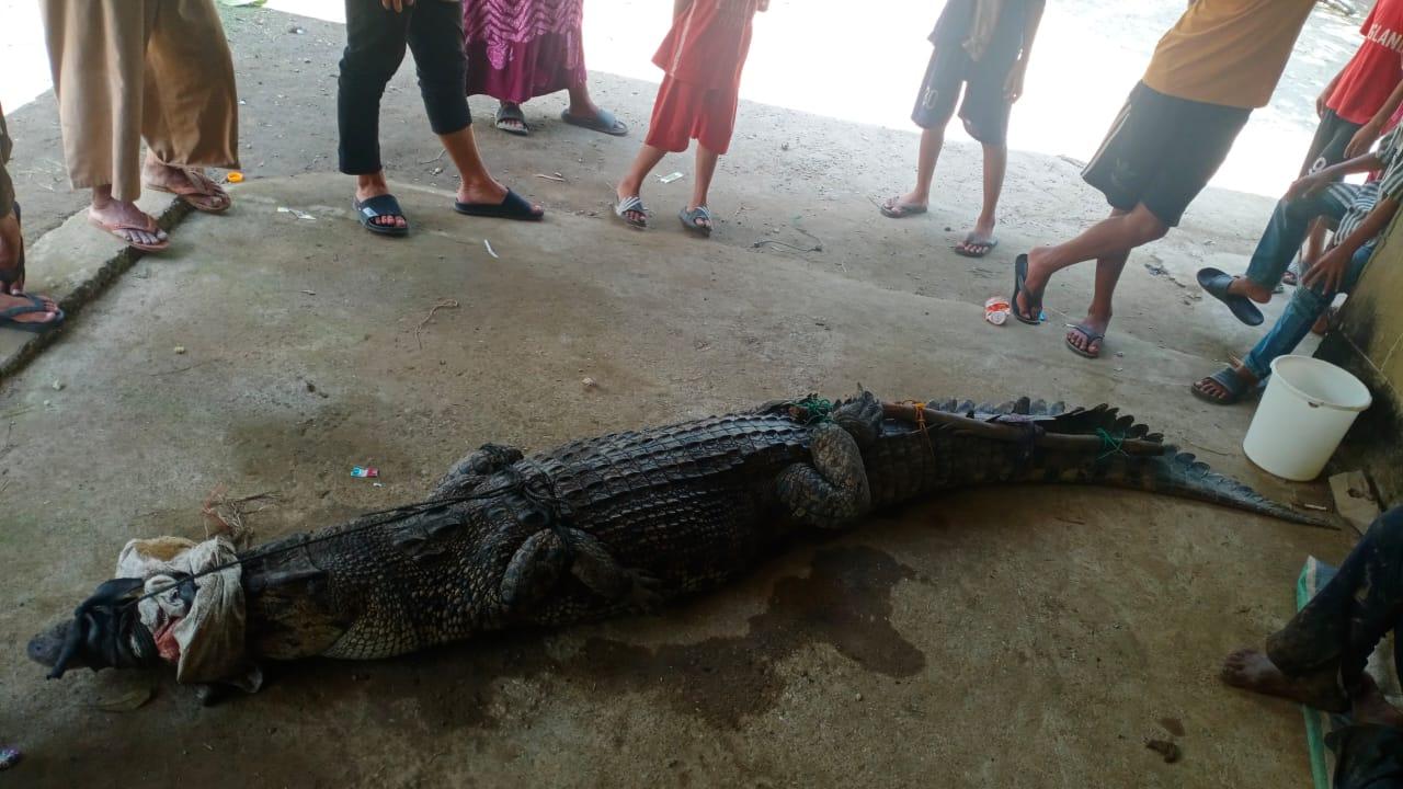 Buaya-73h3.jpg