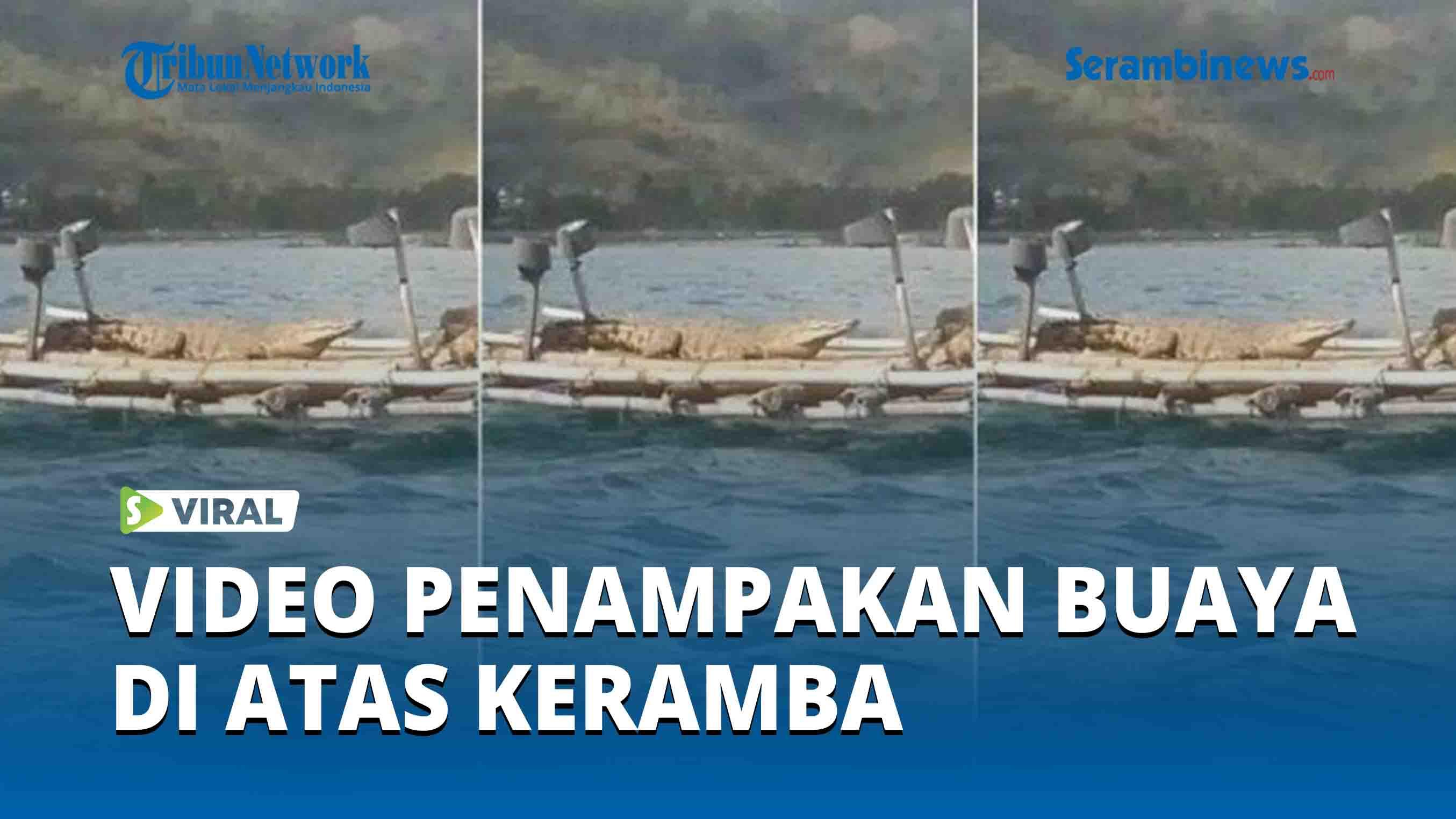 Buaya-Berada-di-Atas-Keramba.jpg