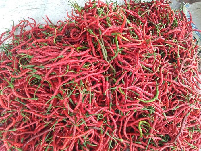 Cabai-merah-keriting-merupakan-komoditas-penyumbang-inflasi-di-Kabupaten-Aceh-Singkil.jpg