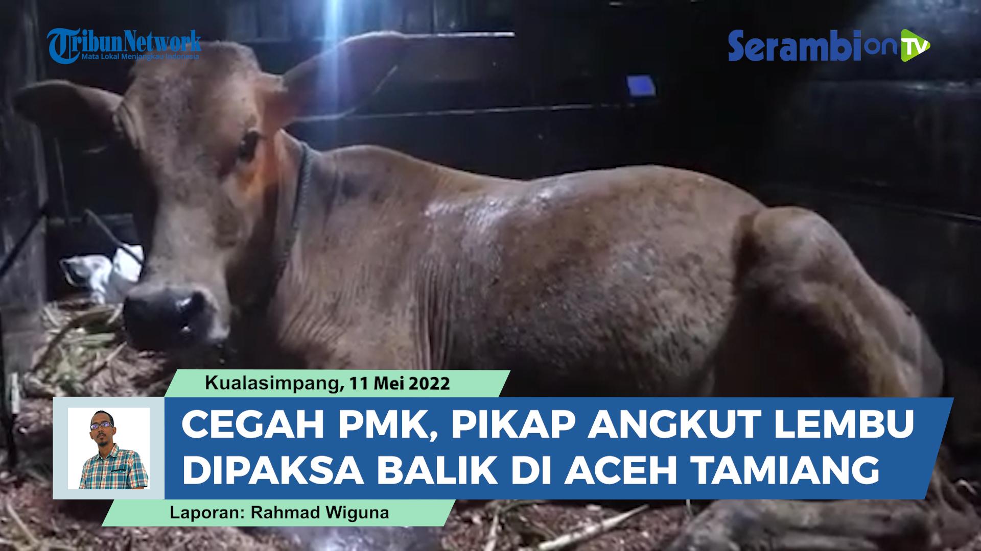 Cegah-Penyakit-Mulut-dan-Kuku-Pikap-Angkut-Lembu-Dipaksa-Putar-Balik-di-Aceh-Tamiang.jpg