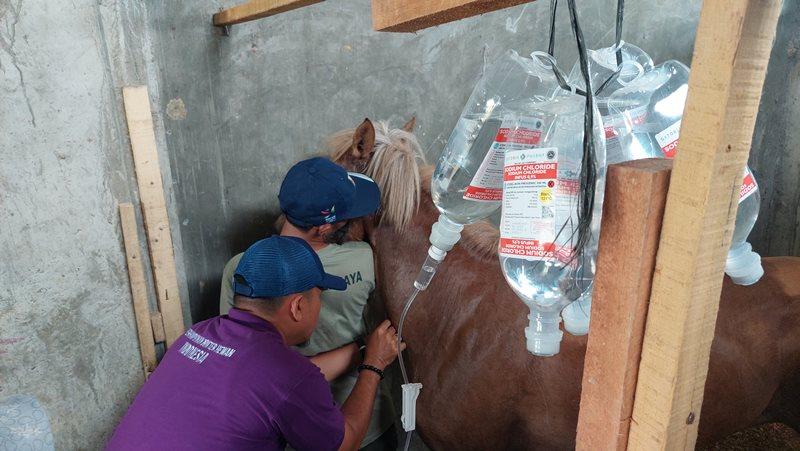 Dokter-hewan-dari-Distanbunak-Aceh-Tamiang-memberi-cairan-kepada-kuda.jpg