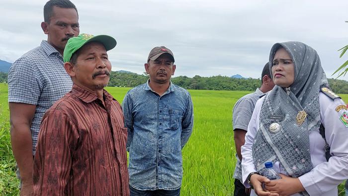 Kawanan Gajah Liar Resahkan Warga, Camat Sakti Tinjau Lokasi Sawah Dirusak, Petani kian Menderita